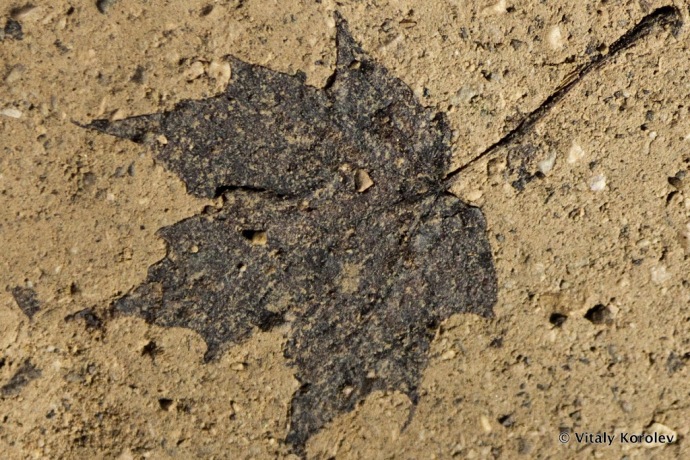 Maple Leaf Imprint